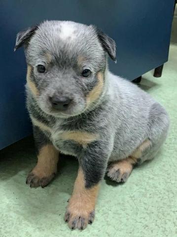 Filhote - Blue Heeler