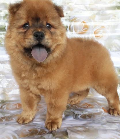 Filhote de Chow-chow