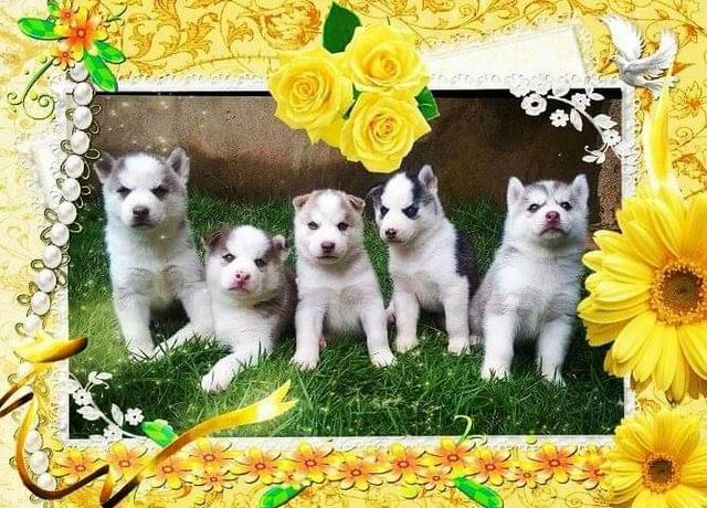 Filhotes Huskie Siberiano - Legítimos