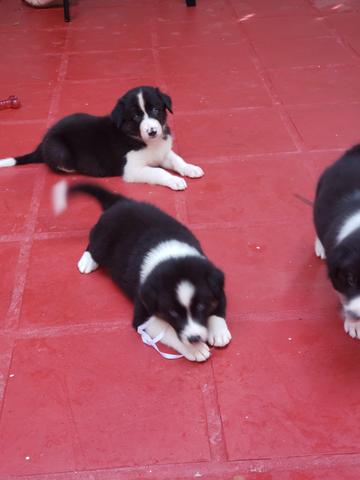 Filhotes de Border Collie