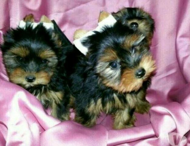 Filhotes de Yorkshire Mini Terrier