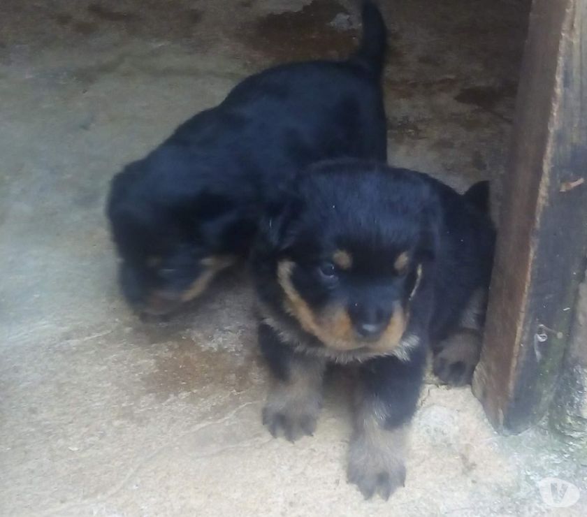 Filhotes de rottweiler