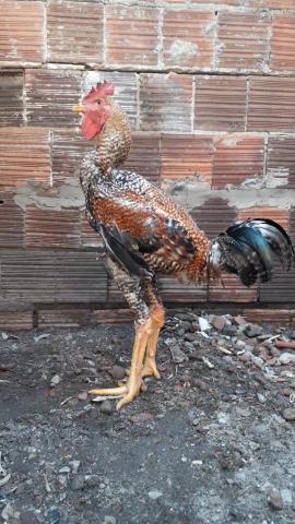 Frango índio gigante
