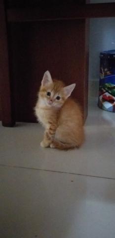 Gatos DOAÇÕES