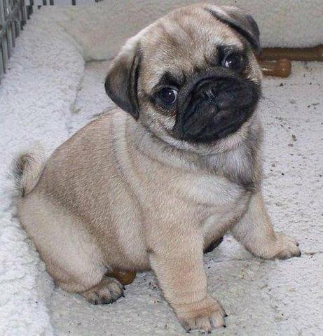 Lindinha feminha pug filhote com 40 dias