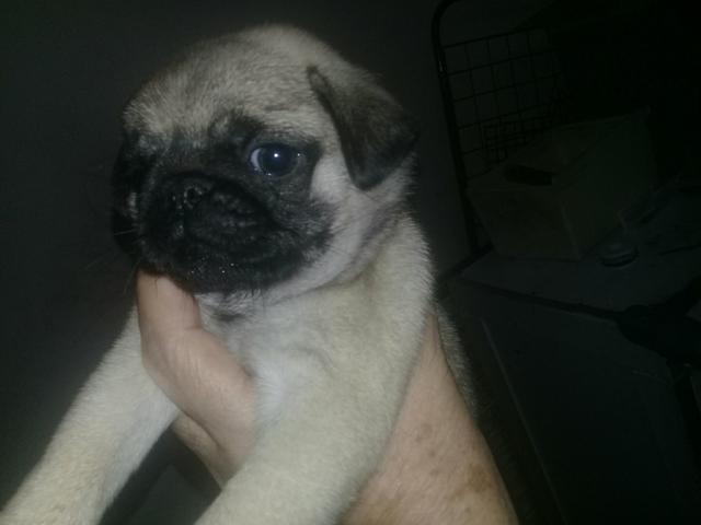 Lindo filhote dê Pug femea macho