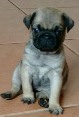 Lindos Filhotes de Pug