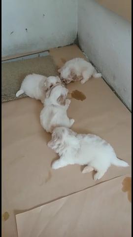 Lindos shihtzu vacinados whats 