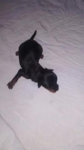 Pinscher 0
