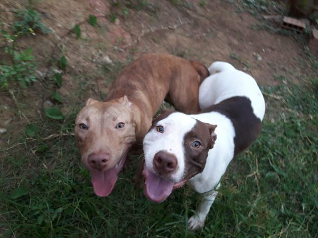 Pitbull