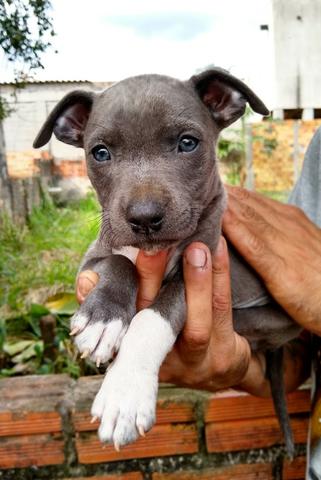 Pitbull staffordshire macho