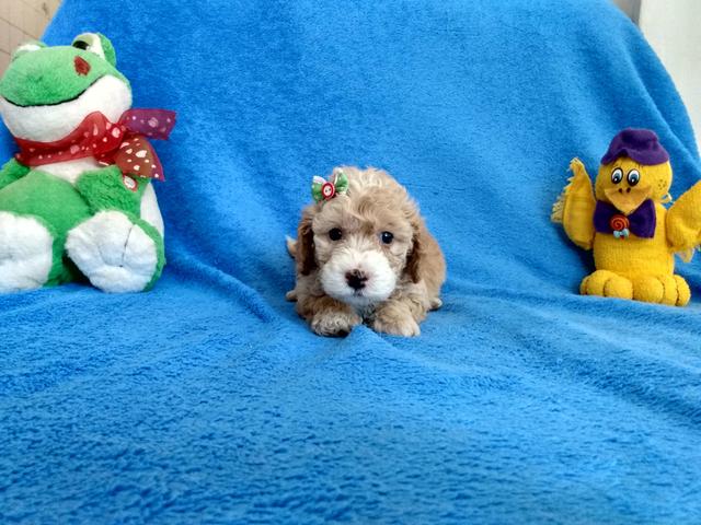 Poodles fêmeas