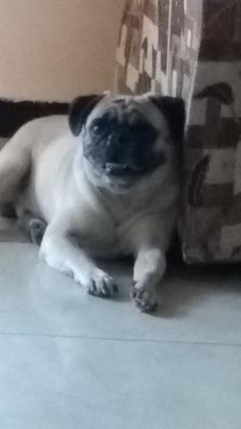 Pug macho MIL REAIS