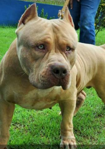 Real Pit Monster a venda