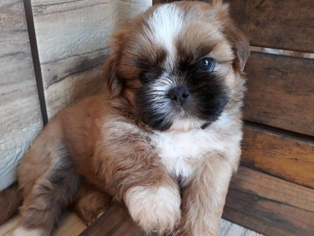 Shih Tzu