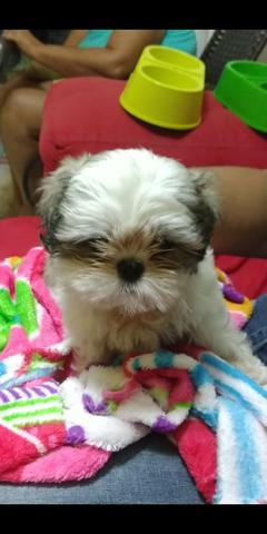 Shih-tzu