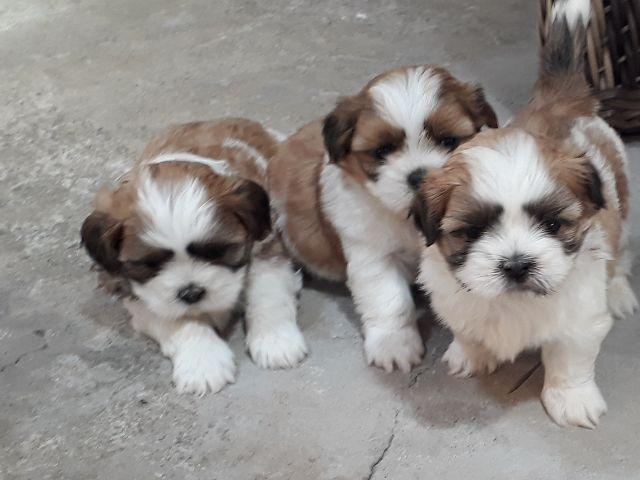 Shih tzu aceito cartao