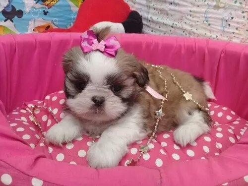 Shihtzu Femea