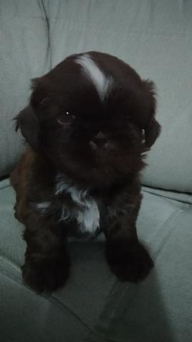 Shihtzu macho