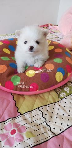 Spitz alemao