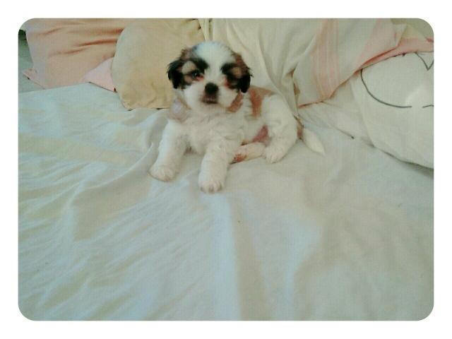 Vende-se filhotes de Shih Tzu