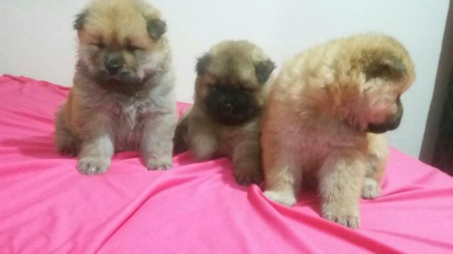 Vendo Chow-Chow Barato Urgente