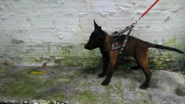 Vendo filhotes de pastor belga malinois