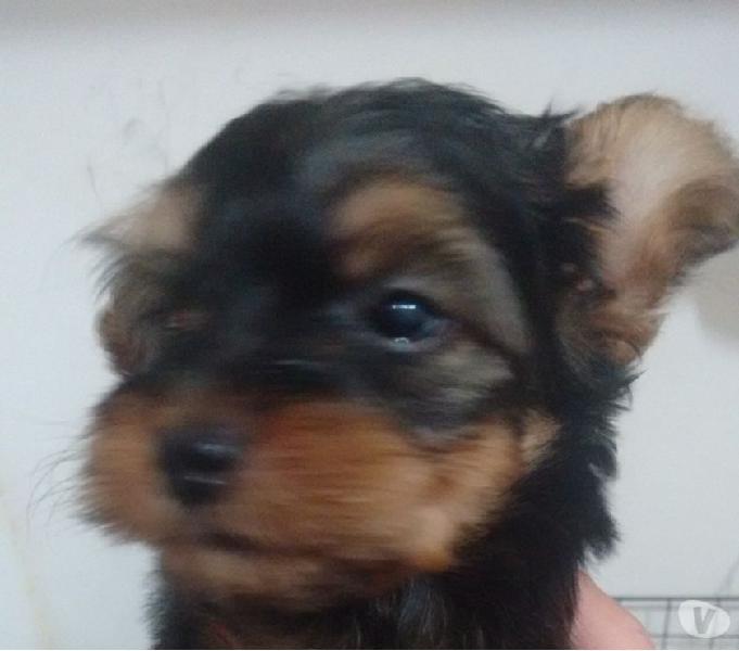 Yorkshire terrier filhotes