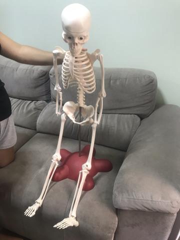 Esqueleto da Colecao Corpo Humano, Ed. Abril