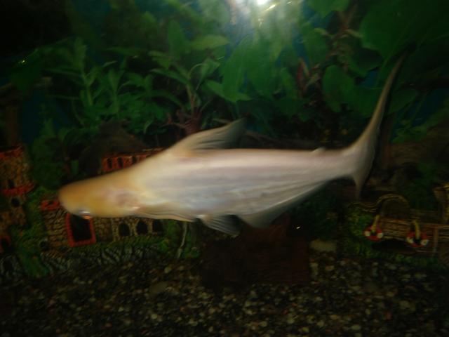 Pangassu Albino