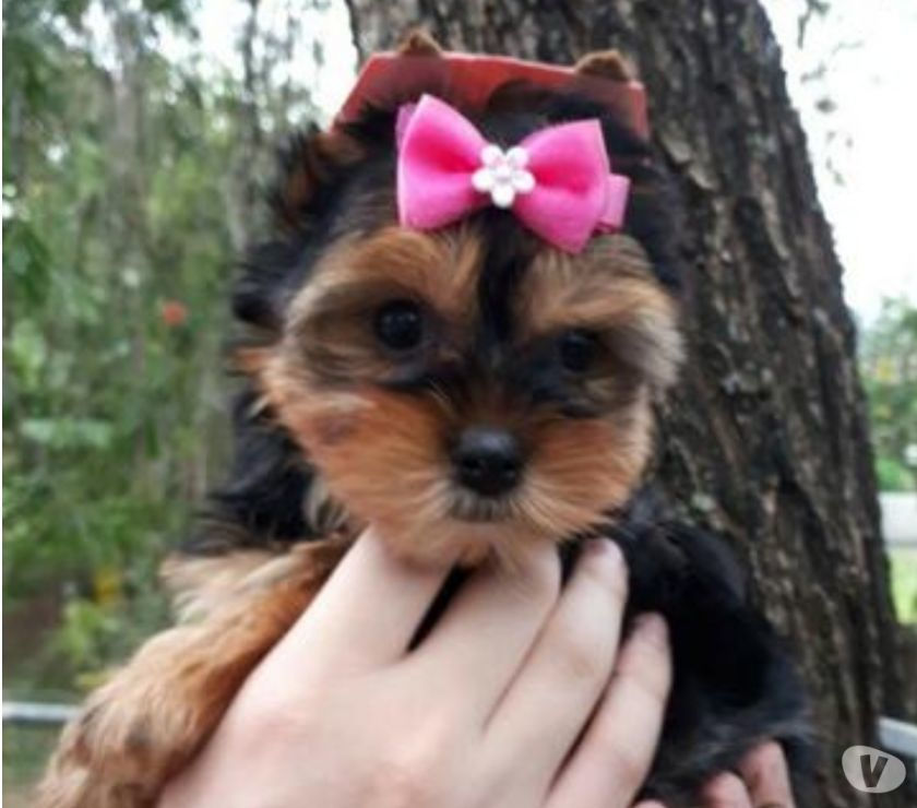 Filhotes de Yorkshire Terrier