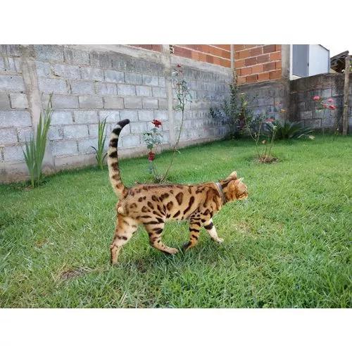 Gato Bengal. Filhotes, Mini Onça Doméstica.