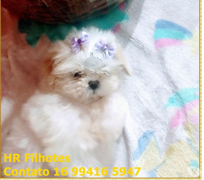 ** Lindíssima Filhote de Shih Tzu Fêmea Porte Mine **