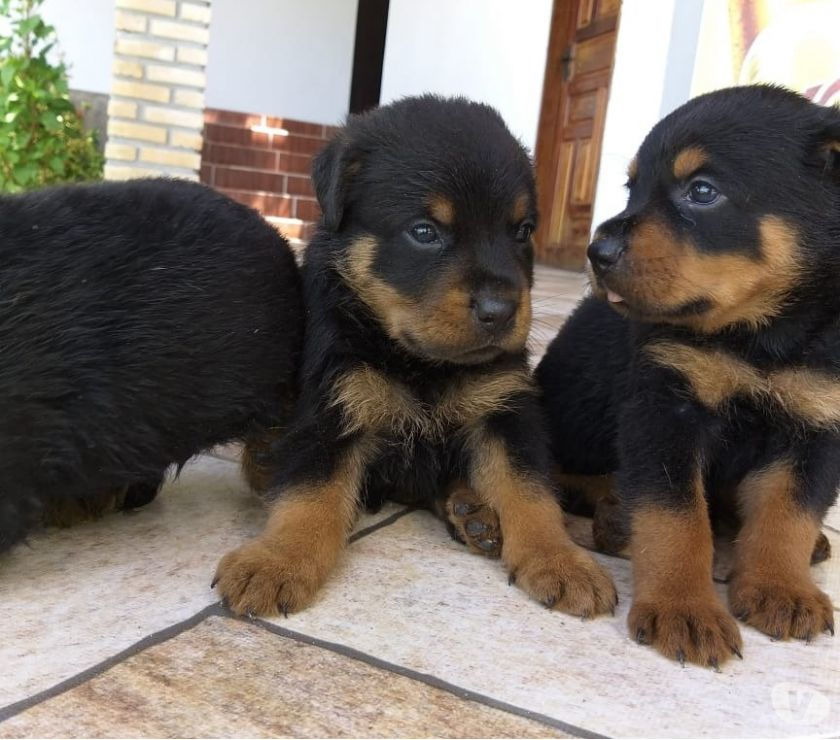 Vendo rottweiler