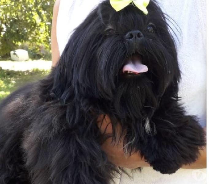 Shih tzu preto