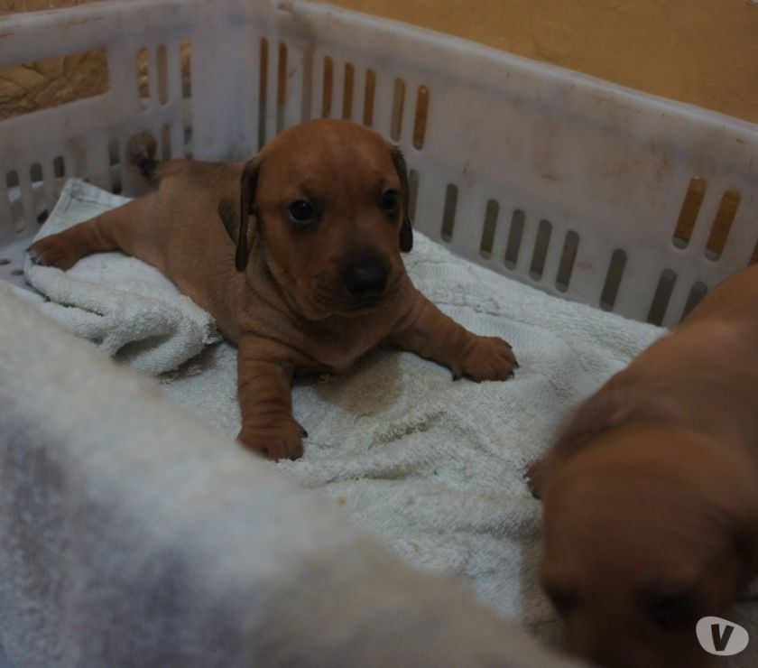 Dachshund