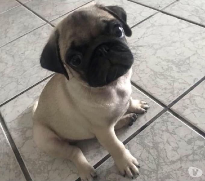 Pug