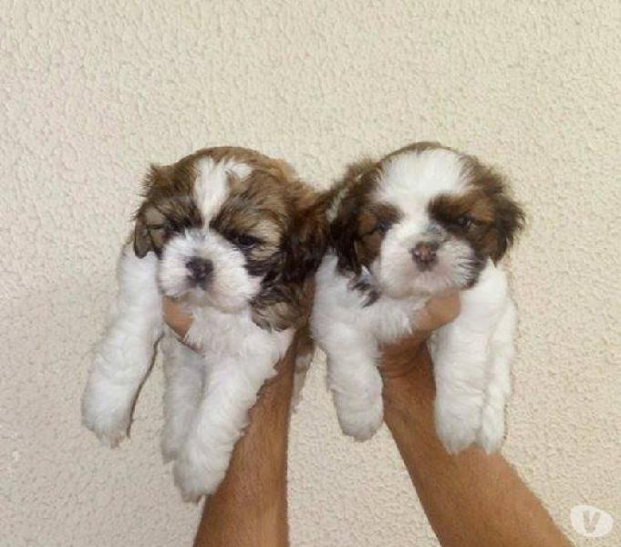 Shih Tzu