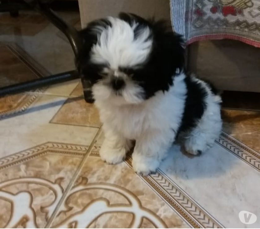 Shih tzu macho mini