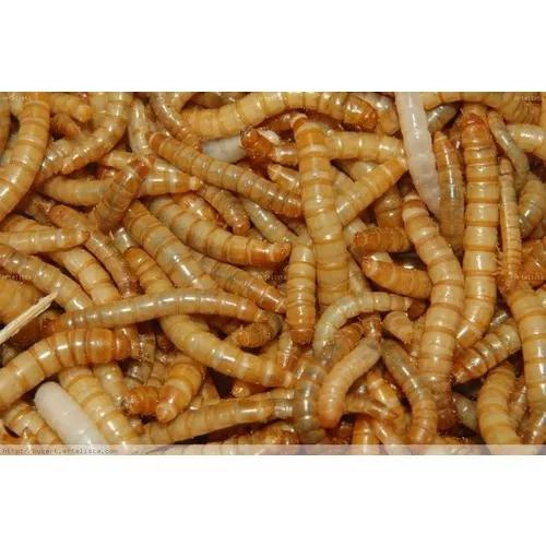400 Larvas Vivas Tenebrio Molitor (tenebra Comun)