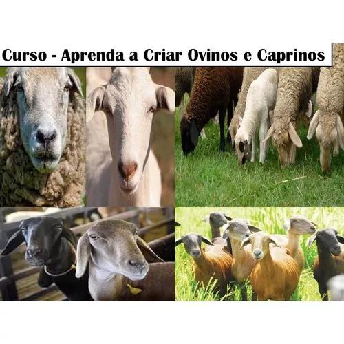 Apostila De Criação De Ovinos E Caprinos/ Ovelhas E