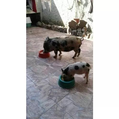 Mini Porco