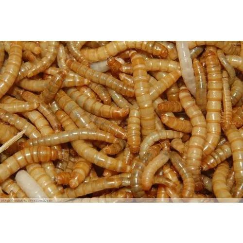 Tenébrio Molitor, 200 Larvas Vivas