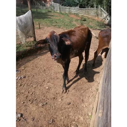 Vaca Mestiça A De 1 Cria R$3.000 Sp