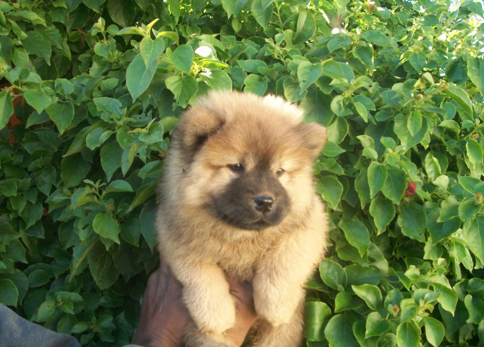 Chow chow Filhotes graciosos e lindos