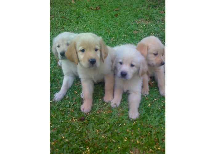 Golden Retriever lindos filhotes