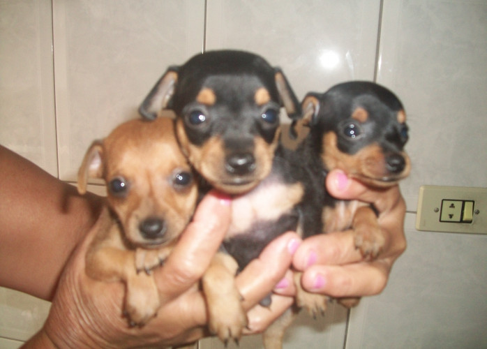 Pinscher filhotes lindos