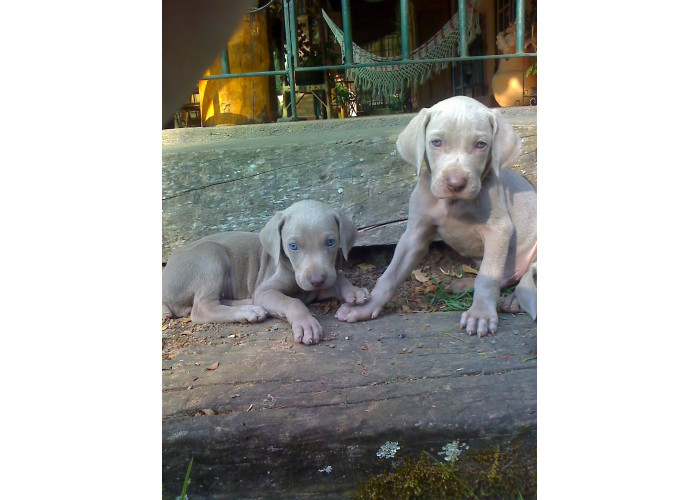 Weimaraner filhotes lindos e graciosos