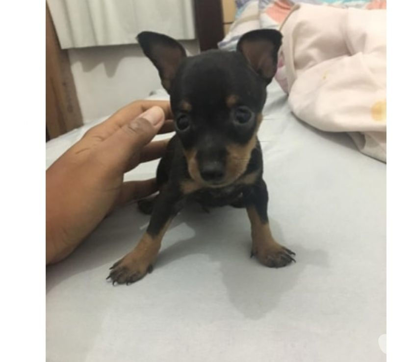 Pinscher Miniatura