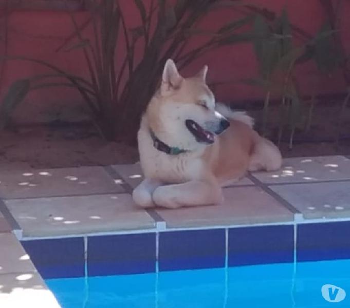 Vendesse dois lindissimos Akitas